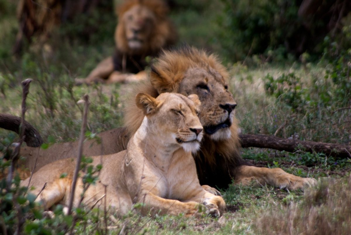 4 Days Maasai Mara Adventure