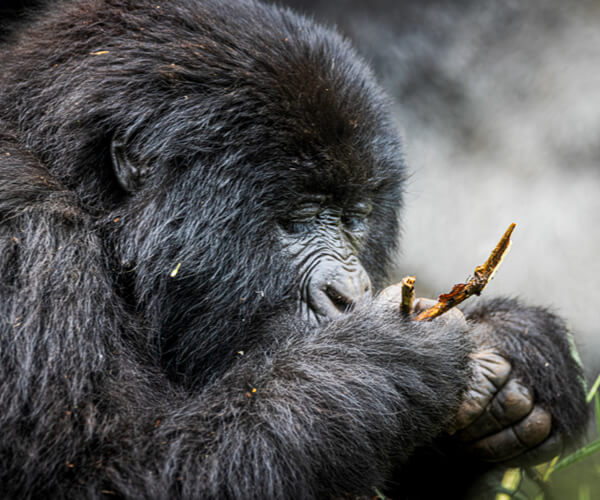 Ngorongoro Conservation Area