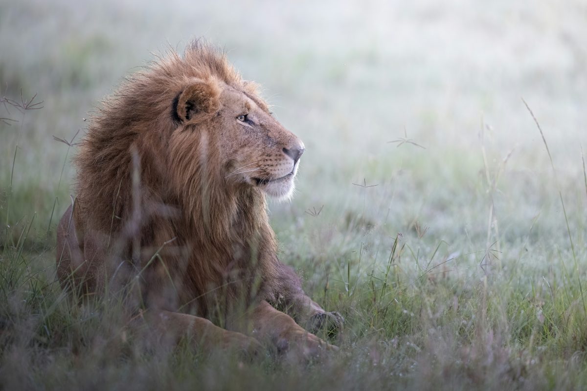 4 Days Kenya Wildlife Safari