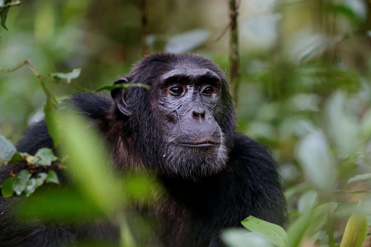 8 Day Uganda Safari from Kigali