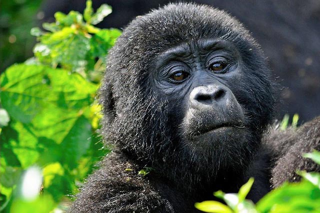 10 Day Uganda Safari