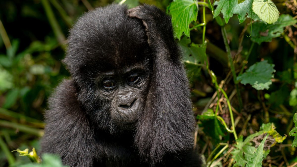 How to plan for gorilla trekking