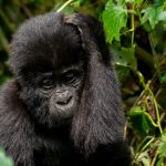 How to plan for gorilla trekking