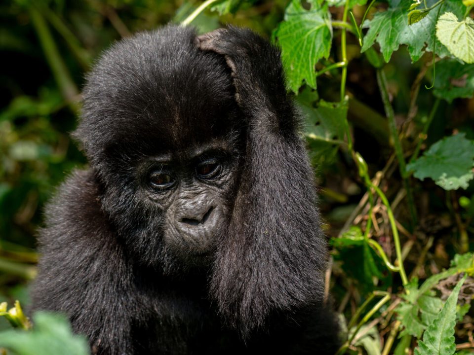 How to plan for gorilla trekking