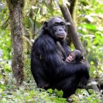 Chimpanzee Trekking in Kanyunchu