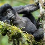Gorilla Families in Rushaga