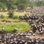 Best of Tanzania Safaris