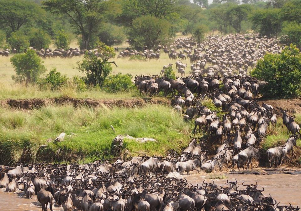 Best of Tanzania Safaris